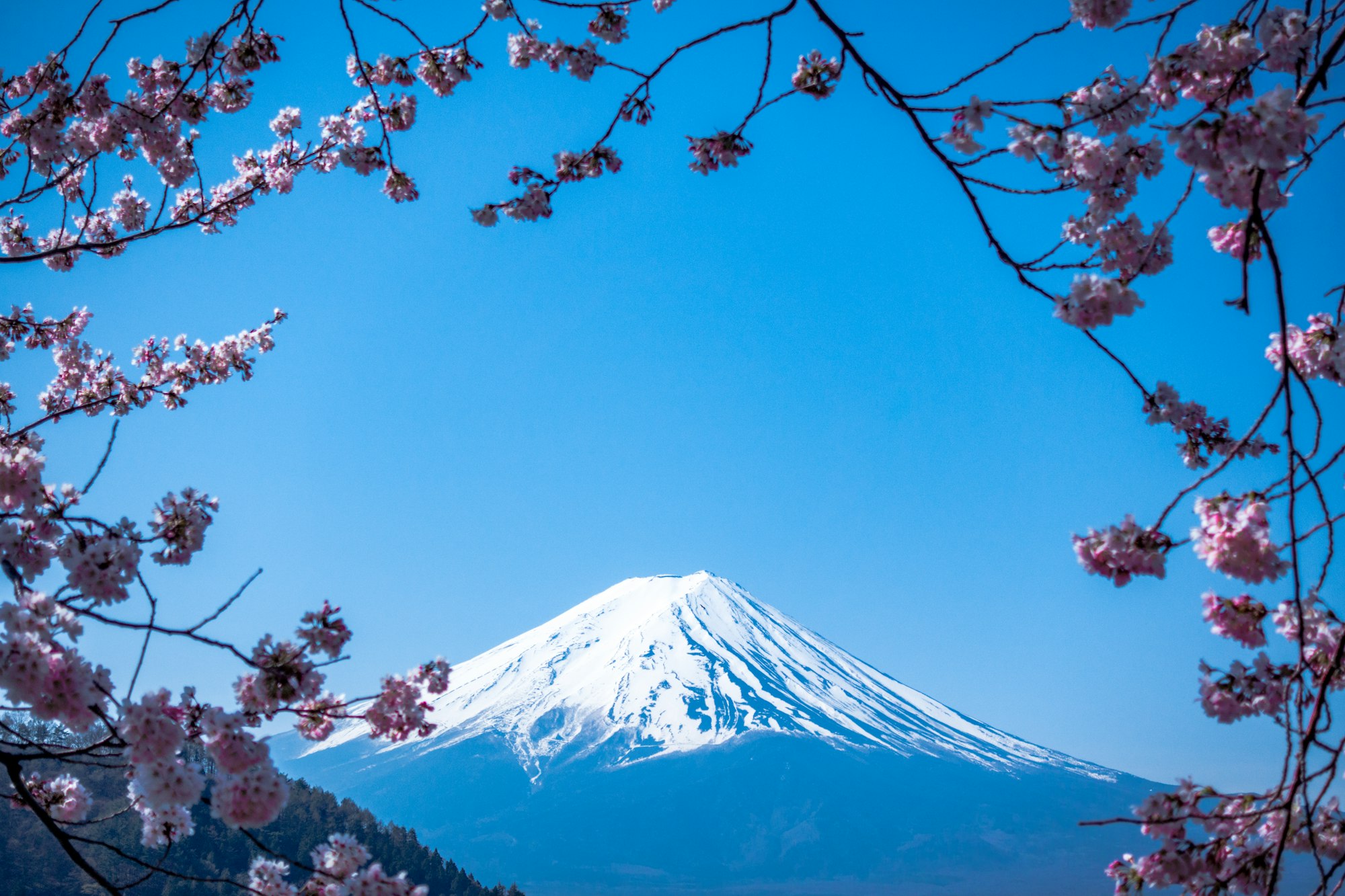 mount-fuji-cherry-blossom-2000