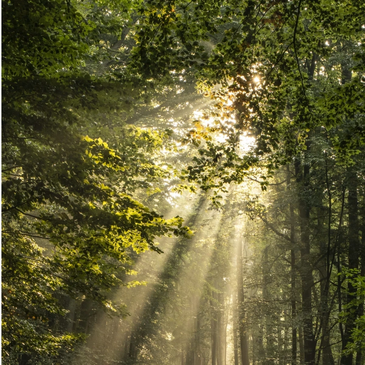 Shinrin-yoku Explained: The Japanese Art of Forest Bathing for Calm