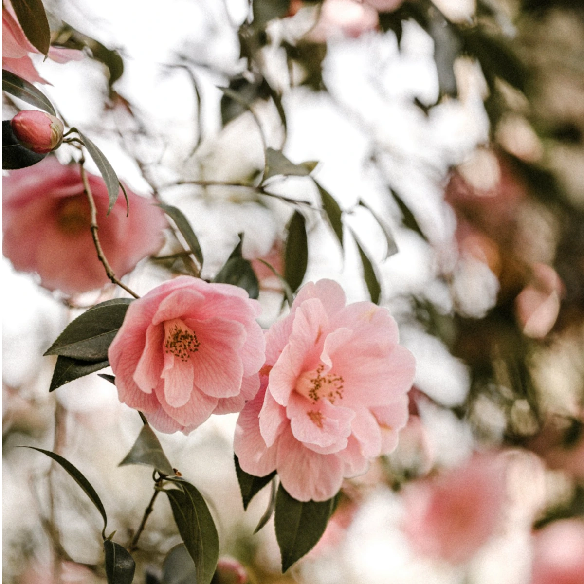 Traditional Japanese Skincare Ingredients Explained: Rice, Green Tea, Sake, Camellia & More